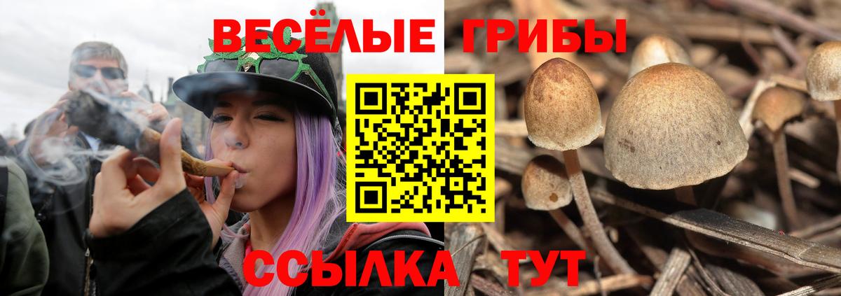 Псилоцибиновые грибы Psilocybe Краснознаменск